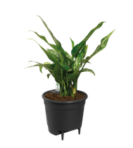self-watering insert 17cm living black